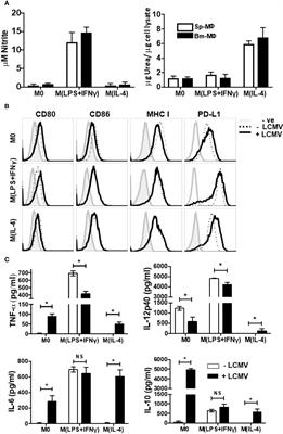 Corrigendum: M(IL-4) tissue macrophages support efficient interferon-gamma production in antigen-specific CD8+ T cells with reduced proliferative capacity